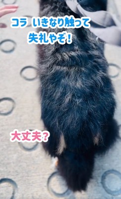 小学生に囲まれる超大型犬
