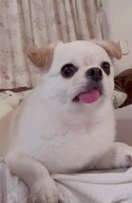 お姉ちゃんとホラー番組を観る