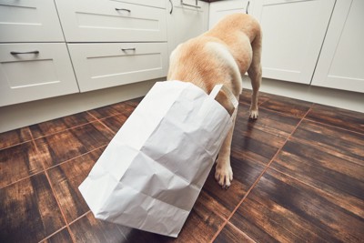 白い紙袋に顔を入れている犬