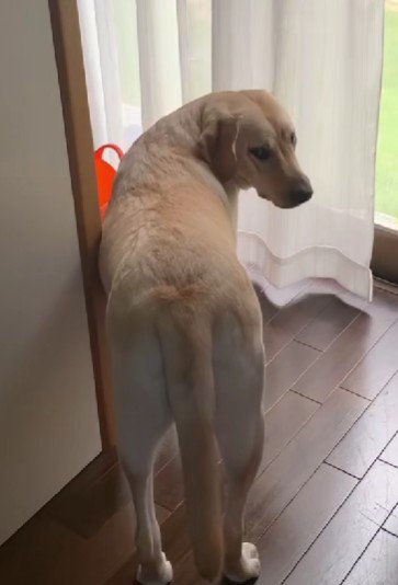 「外に出たい…」