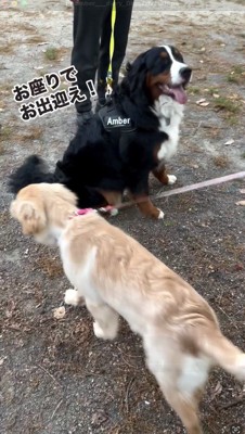 目を細める黒い犬