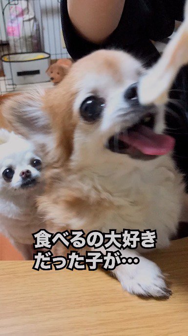 食べ物を目の前にして口を大きく開ける犬