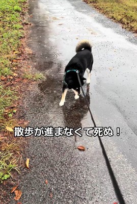 水たまりに興味津々のくろまめ君5