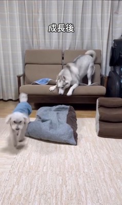 アシㇼちゃんの成長前と成長後7