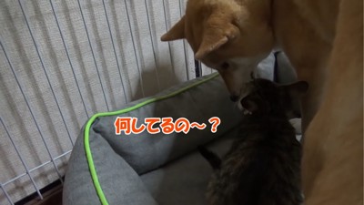 柴犬に甘える子猫