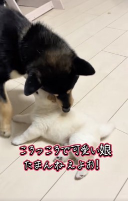 ずっとハイテンションなお父さん