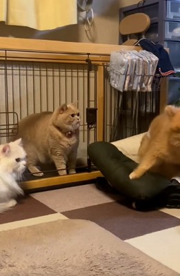 その場を離れるわんこ