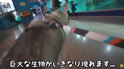 大きなアザラシさん！！