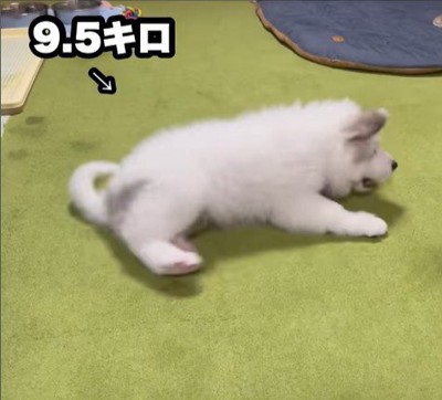 ドレミちゃんの成長3