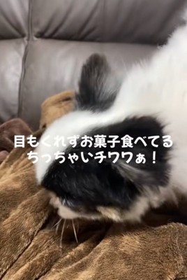 お菓子を食べる犬