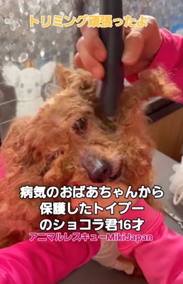 トリミング中の犬4
