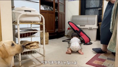 キッチンの床に置かれたボウルに手を入れている赤ちゃん