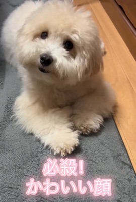 可愛い顔のてんてん君