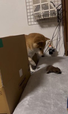 赤ちゃん犬が脱走した時のまめちゃん2