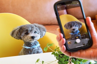 撮影されているトイプードル