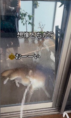 けいちゃんにガラス越しに水をかけたら…10