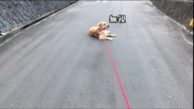 リード引っ張る飼い主から目をそらす犬