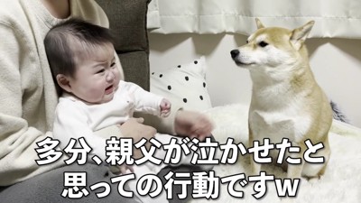 「パパ、泣かせたでしょ！」