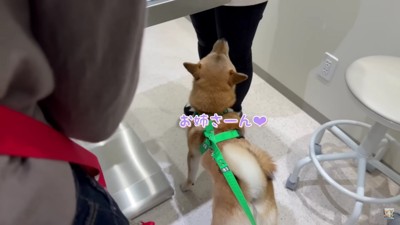 診察台の下でウロウロ