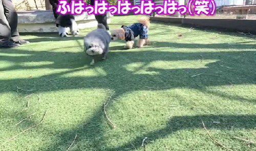 笑いが止まらなくなった