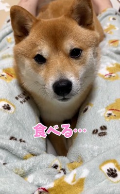 顔を上げるはなちゃん