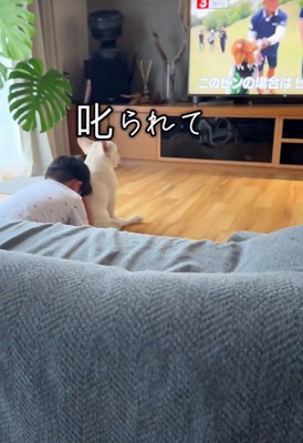 テレビ鑑賞中のうに太くん