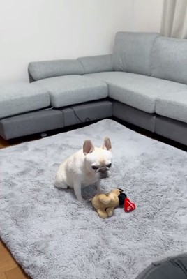 パパの言葉にも無反応なアビーちゃん