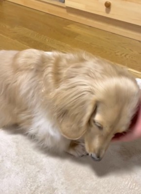 手に寄りかかる犬