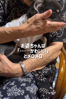 祖母に抱っこされる小型犬