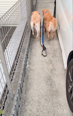 歩いていく2匹の大型犬2