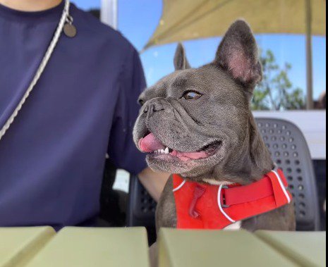 イスに座る外出中の犬