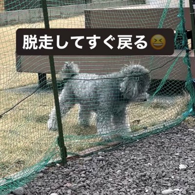 犬