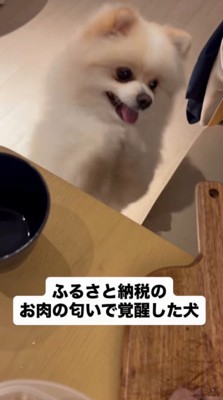 後ろ足で立ち上がり前足を合わせて、激しく前足を上下に振る犬