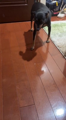 とてもゆっくりと歩き出す犬