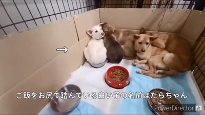 部屋の隅で固まるたらちゃん