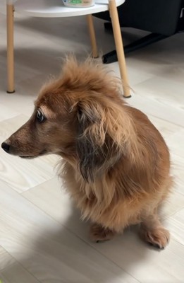 寝ぐせがひどいティナちゃん4