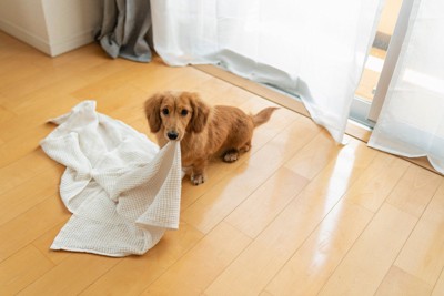 白いタオルをくわえた茶の犬