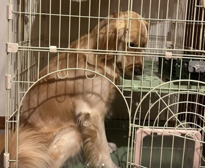 クラリスちゃんが侵入！！