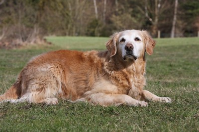 肥満気味の犬