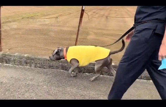 ；側溝の横を歩くあおいくん