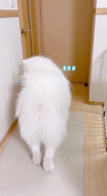 男性の飼い主を探して部屋の中を歩き回る犬