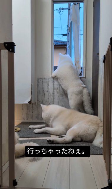 玄関の窓周辺に集まる秋田犬3頭