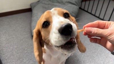 出勤前のママさんとメイちゃん6