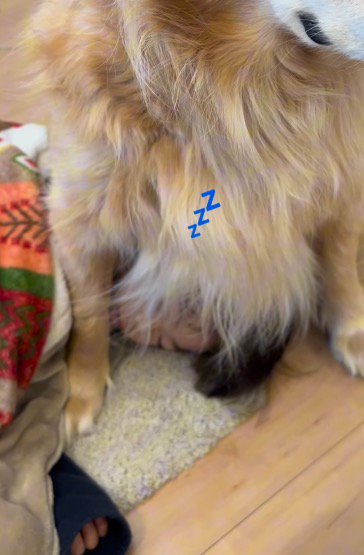 犬のお腹に頭をくっつけて眠る男の子