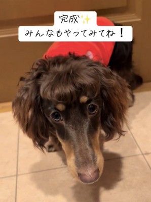 前髪が整った犬