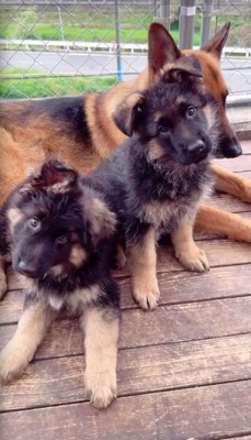 首をかしげる2頭の子犬