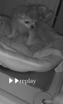 プイちゃんの身に起きた怪奇現象8