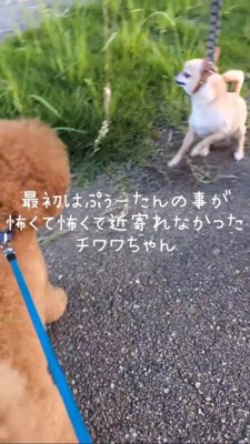 トイプードルを見て後ずさるチワワ