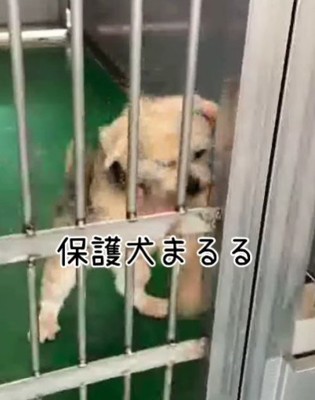 柵をガリガリ引っ掻き続けていた