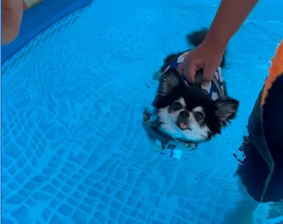 浮かぶ犬